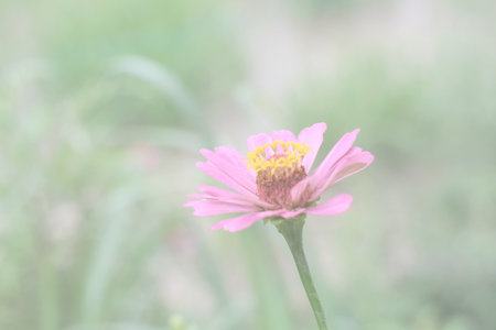 Floral background blooming in pastel tones. Colorful flowers in the summer for graphic design or...