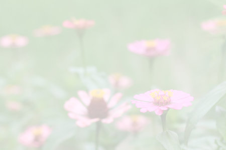 Floral background blooming in pastel tones. Colorful flowers in the summer for graphic design or wallpaper.の写真素材