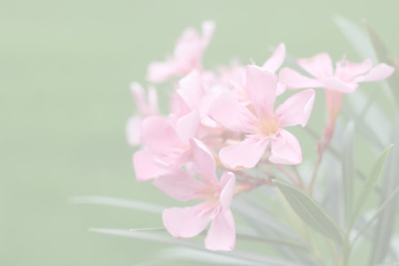 Floral background blooming in pastel tones. Colorful flowers in the summer for graphic design or...