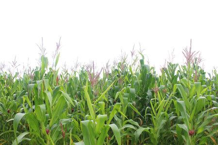 Corn plant isolated on a white background for garden design. A popular grain crop that is used for...