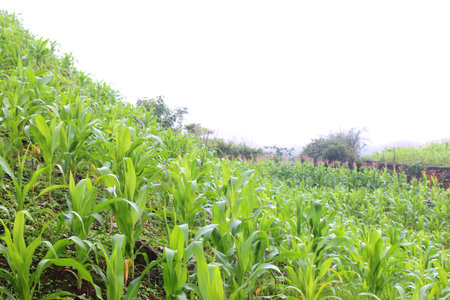 Farmland view with green crops on terraced hills. A popular economic plant that can be processed...