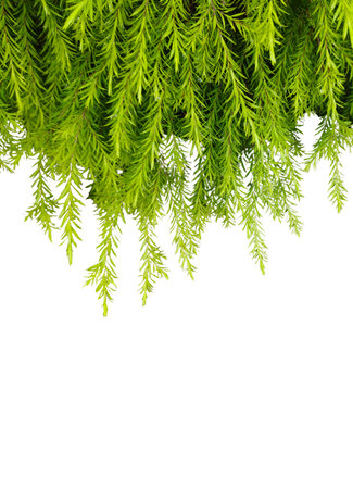 Green leaves and branches isolated on white background for graphic design or wallpaper. Natural templates in tropical spring for printing. Photo poster or greeting card.の写真素材