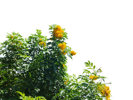 Green leaves and branches isolated on white background for graphic design or wallpaper. Natural templates in tropical spring for printing. Photo poster or greeting card.の写真素材