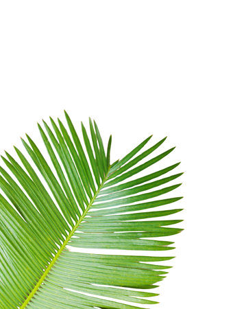 Palm leaves and branches isolated on white background for graphic design or wallpaper. Natural...