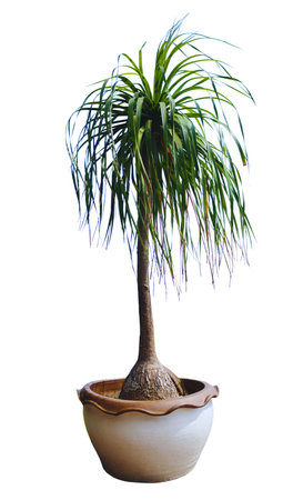 Potted plants on white background in modern style for interior design or wallpaper. Tropical plants in ceramic planters with unique texturesの写真素材