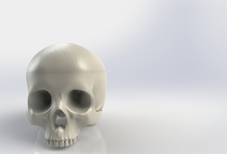 Human skull on isolated white backgroundの写真素材