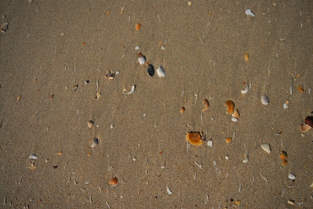 Shell and sand