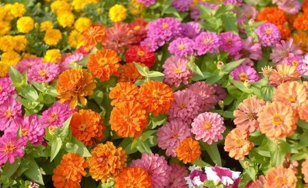 colorful flower in the garden