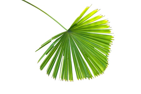 palm foliage  in white backgroundの写真素材