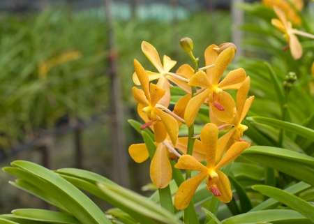 yellow orchidsの写真素材