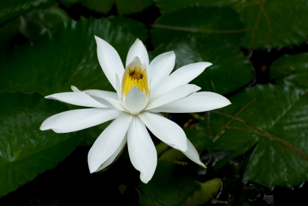 White lotus  in the pondの写真素材