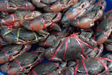 crabs at marketの写真素材