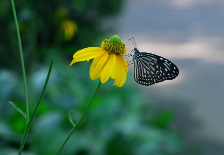 butterfly over a flower の写真素材