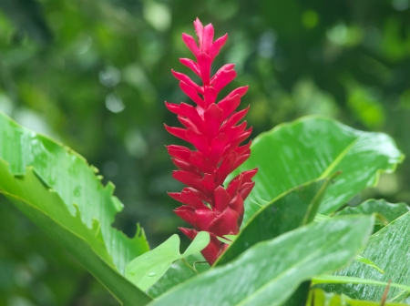 red ginger flower (Alpinia Purpurata) after the rainの写真素材