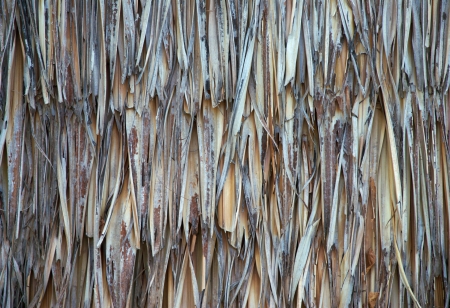 thatch background 