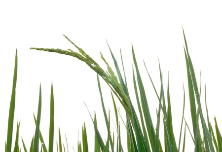 green rice on white backgroundの写真素材