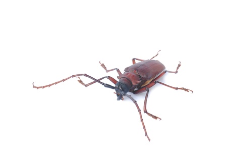 brown scarab beetle on white backgroundの写真素材
