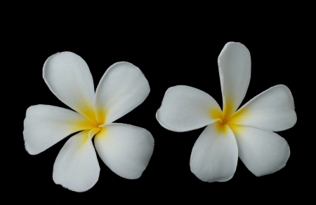 White plumeria on black backgroundの写真素材