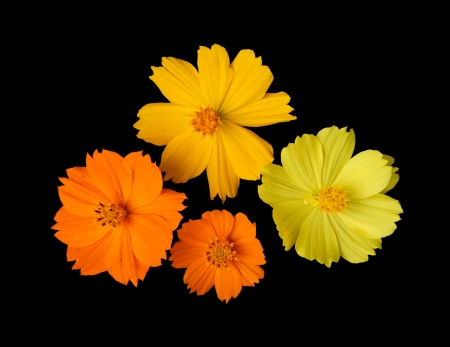 beautiful  flower isolated on black background の写真素材