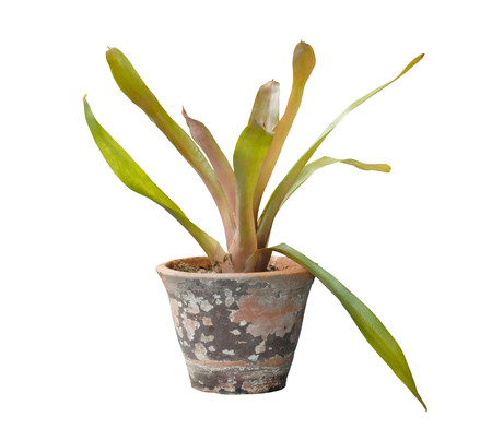 Bromeliad plant in flowerpot on white backgroundの写真素材