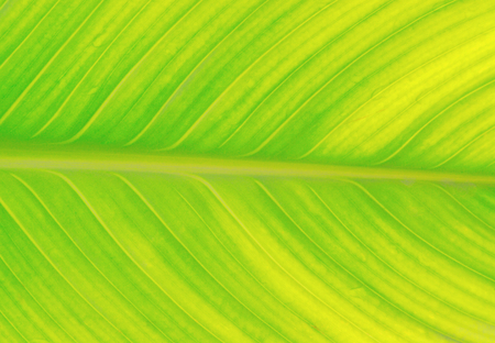 close up of green leaf with drops of waterの写真素材