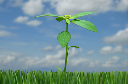 leaf branch on blue sky  backgroundの写真素材