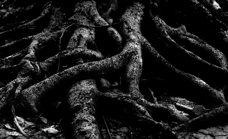 tree roots ( black and white)