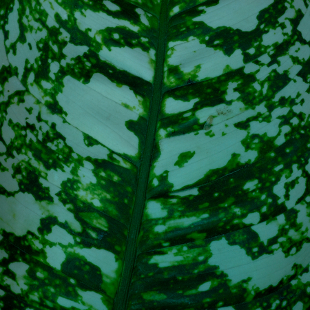 close up of green leaf for background