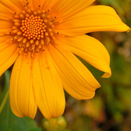 Closeup of Mexican sunflower weed (Tithonia diversifolia)の写真素材