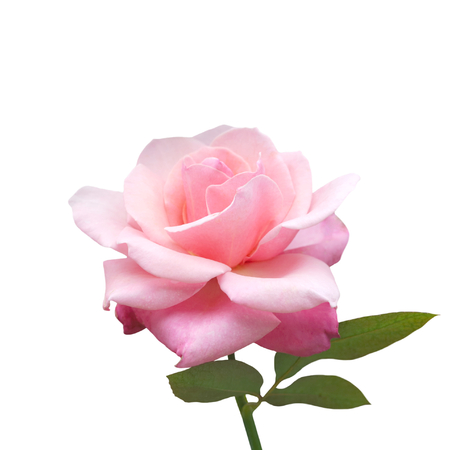 pink rose with leaves isolated on whiteの写真素材