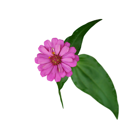Zinnia with leaf  isolated on white backgroundの写真素材