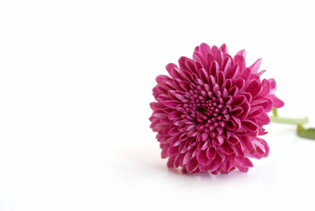 pink chrysanthemum flower isolated on white backgroundの写真素材