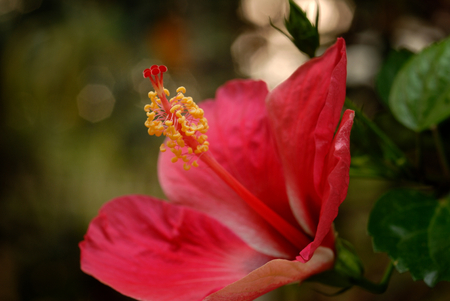 red hibiscus flowerの写真素材