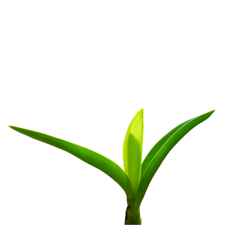 young orchid plant isolated on white backgroundの写真素材