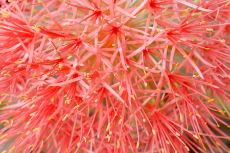 Blood flower (Powder puff lily) closeup for backgroundの写真素材