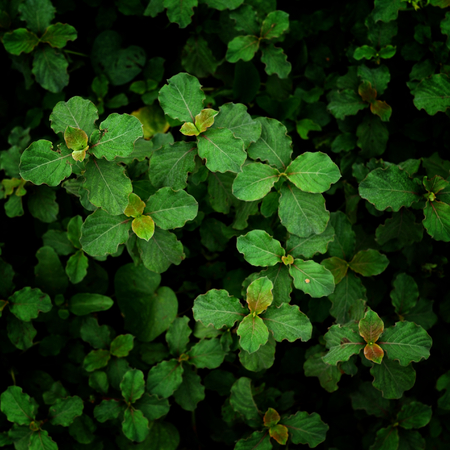 green leave for background, top viewの写真素材