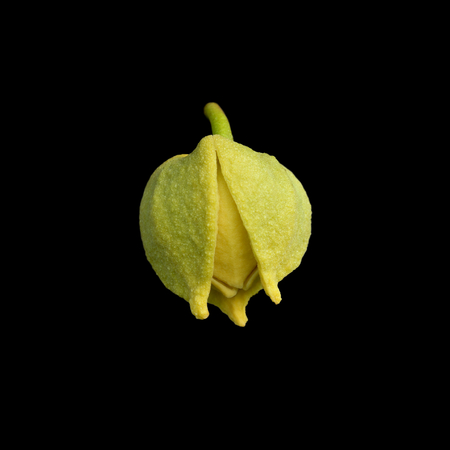 Soursop or Prickly Custard Apple flower. (Annona muricata L.)  on black backgroundの写真素材