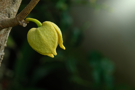 Soursop or Prickly Custard Apple flower. (Annona muricata L.)の写真素材