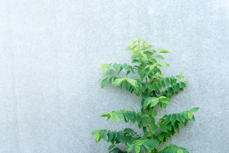tree on concrete wall backgroundの写真素材