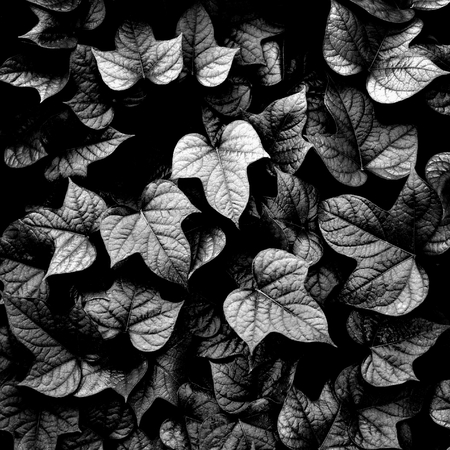 leaves background ,black and whiteの写真素材