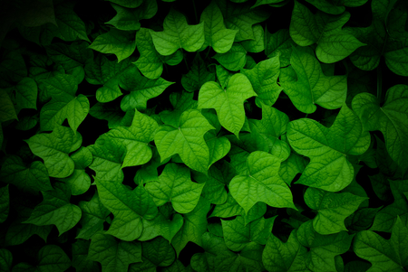 green leaf texture with vignetteの写真素材