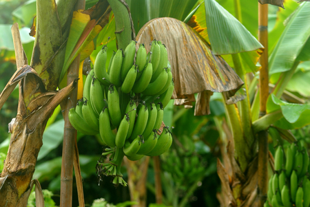 bunch of banana on treeの写真素材