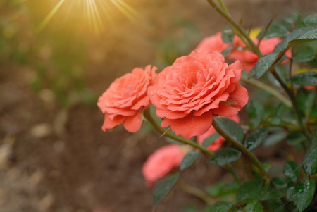 beautiful orange rose in the gardenの写真素材