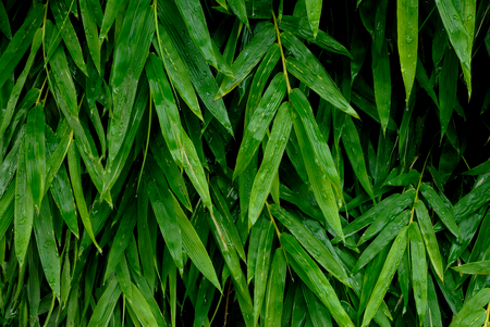 Bamboo leaves with water drops closeup for background.の写真素材