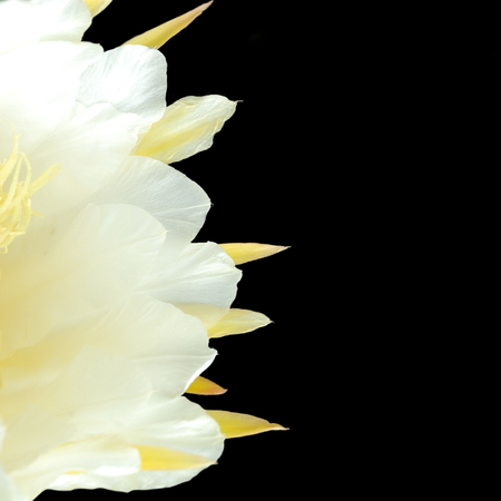 Blooming dragon fruit flower on black background.の写真素材