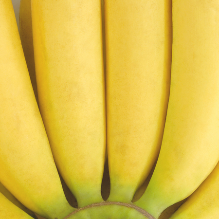 Gros Michel banana closeup.Sweet taste fruit.の写真素材