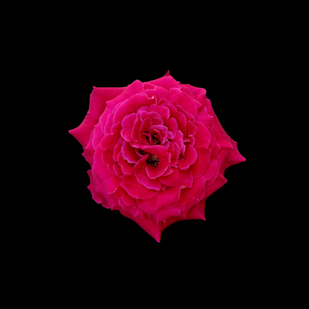 Beautiful pink rose isolated on black background.の写真素材