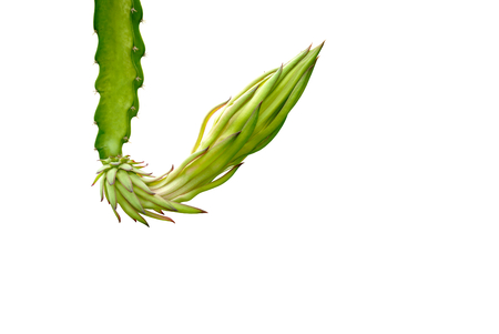 Dragon fruit flower bud with on white background.の写真素材