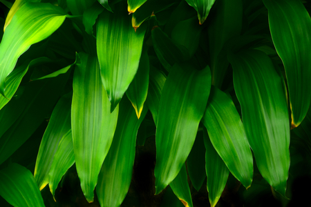 Dracaena fragrans leaves closeup at garden. (Cape of Good Hope, Dracaena)
