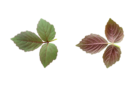 Front and back green leaf isolated on white backgroundの写真素材